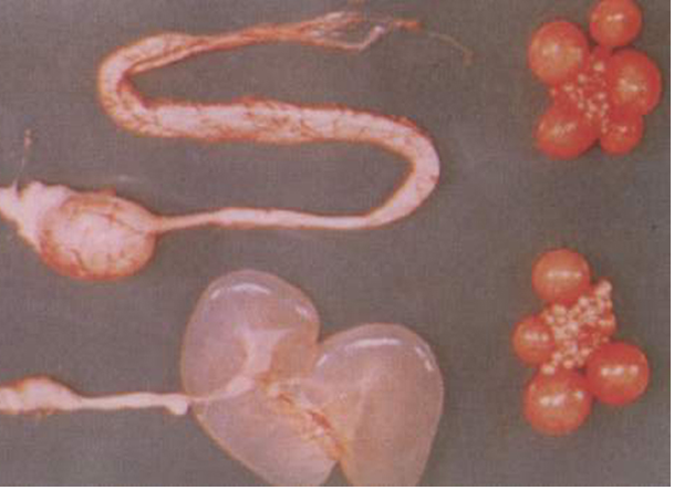 �������ǲ���(�й���)�ٷ���վ