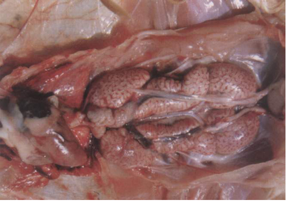 �������ǲ���(�й���)�ٷ���վ